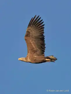Vortrag: Auge in Auge mit dem Seeadler!