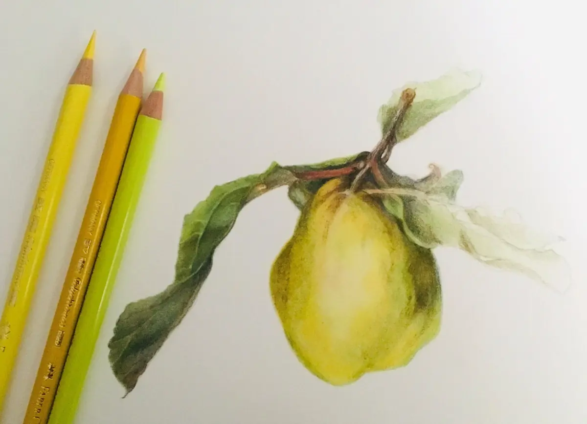 Workshop: Botanisches Zeichnen — Centrale Bibliotheek, Hilversum
