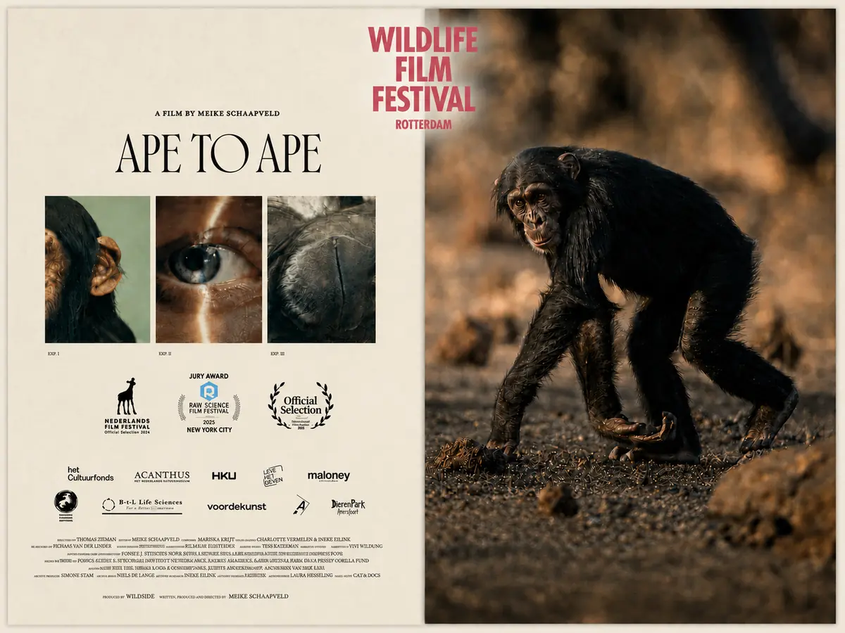 WFFR - Aap tot aap & Chimps of Fongoli — De Buurvrouw Larikslaan, Rotterdam