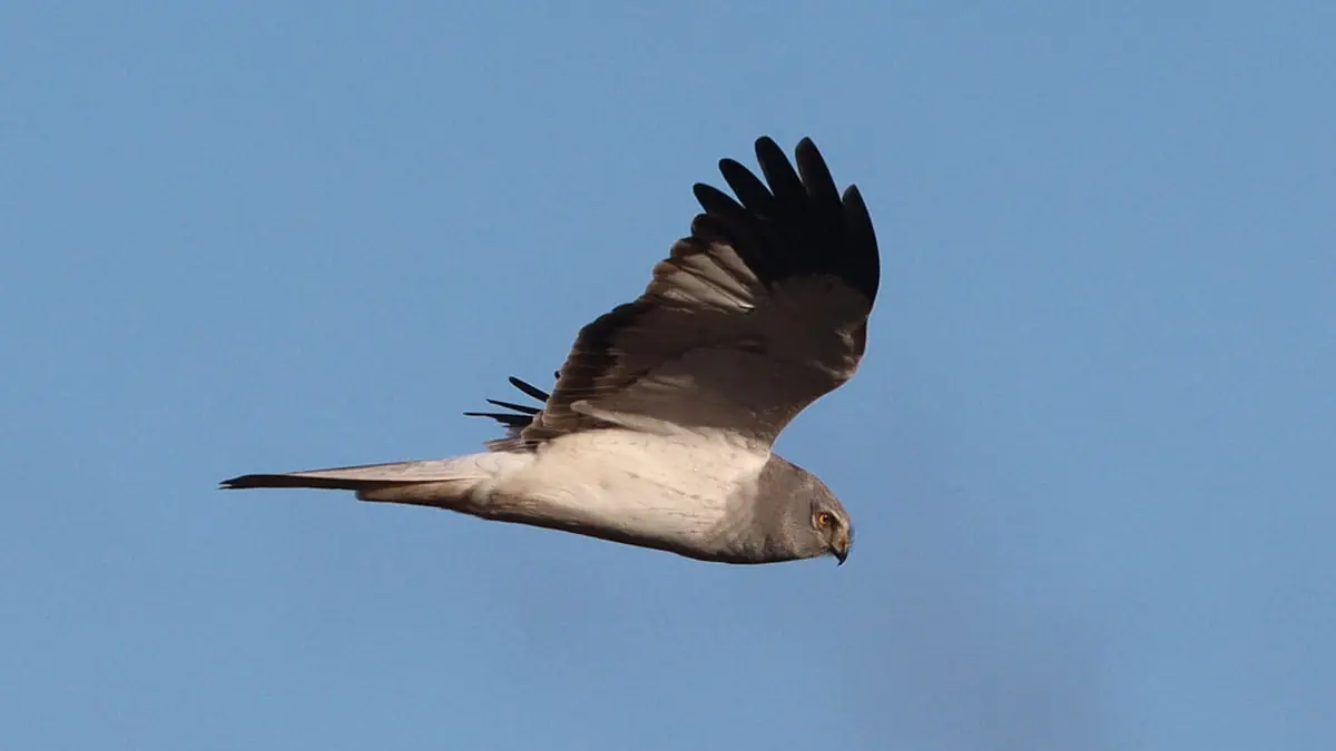 Raubvögel der Oostvaardersplassen Lelystad — Buitencentrum Oostvaardersplassen, Lelystad