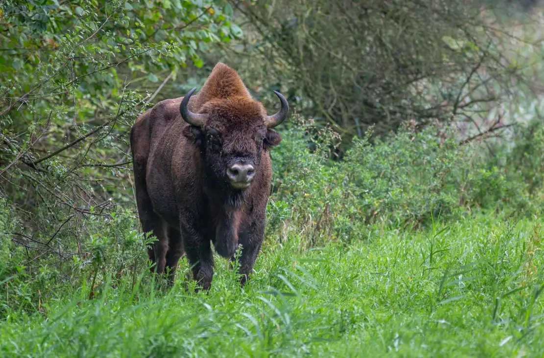 Night Walk at Natuurpark Lelystad — Natuurpark Lelystad, Lelystad