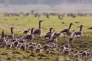 Vögel der Oostvaardersplassen