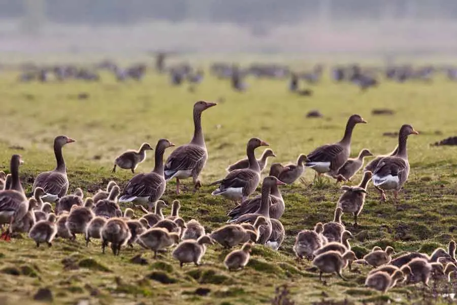 Vögel der Oostvaardersplassen — Buitencentrum Oostvaardersplassen, Lelystad