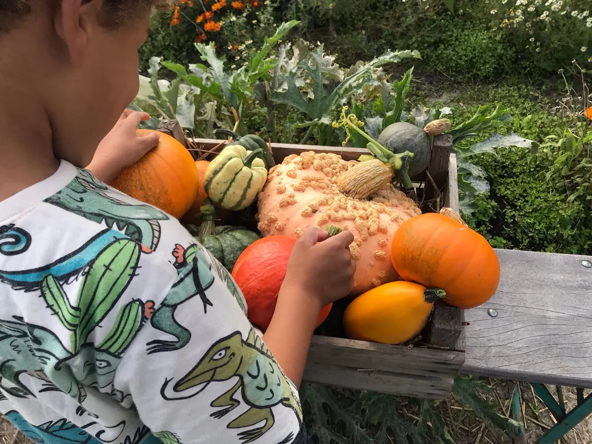 Herfstfeest Pluktuin PlukWad — Pluktuin PlukWad, Wijnaldum