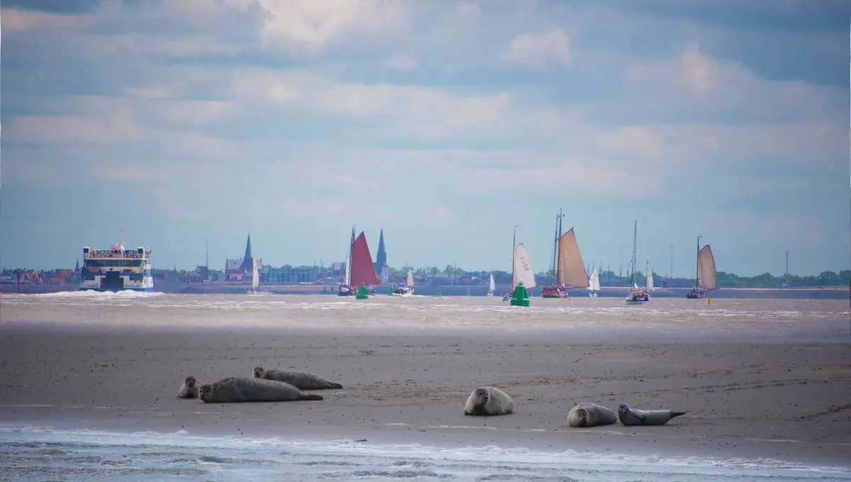 6 days sailing on the Wadden Sea — Zeilschip Vertrouwen, Harlingen