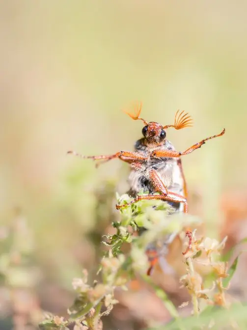 Insect Safari: Discover the World of Creepy Crawlies! β PiXlife Nature Xperience, Scharendijke