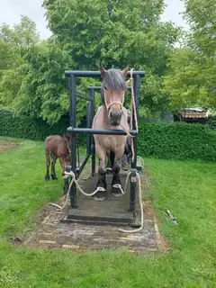 Shoeing a Farm Horse