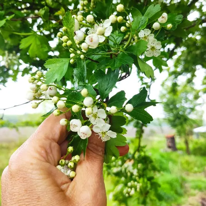 Wildpluk excursion — PiXlife Nature Xperience, Scharendijke