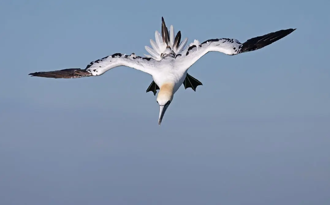Seabird watching, sail along from Neeltje Jans — PiXlife Nature Xperience, Scharendijke