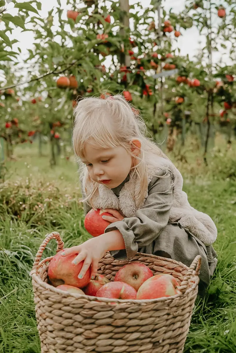 Pflücktage bei Fruitbedrijf en Landwinkel De Woerdt — Fruitbedrijf en Landwinkel De Woerdt, Ressen