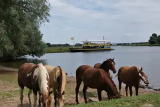 Safari boat trip on the Blauwe Bever to the Jufferswaard nature reserve