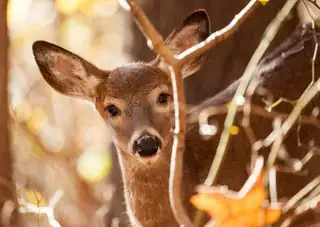 WILDGROEI!