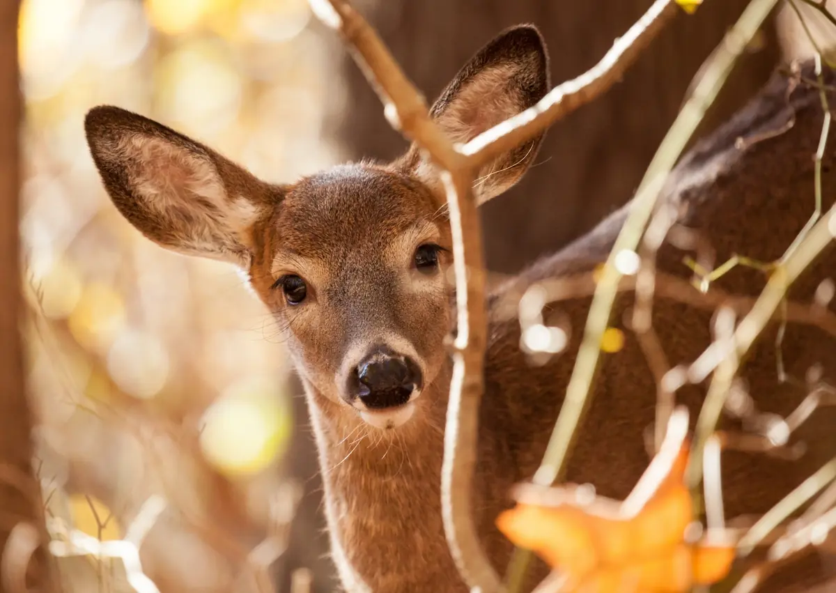 WILDGROEI! — Winkelcentrum Putten, Putten