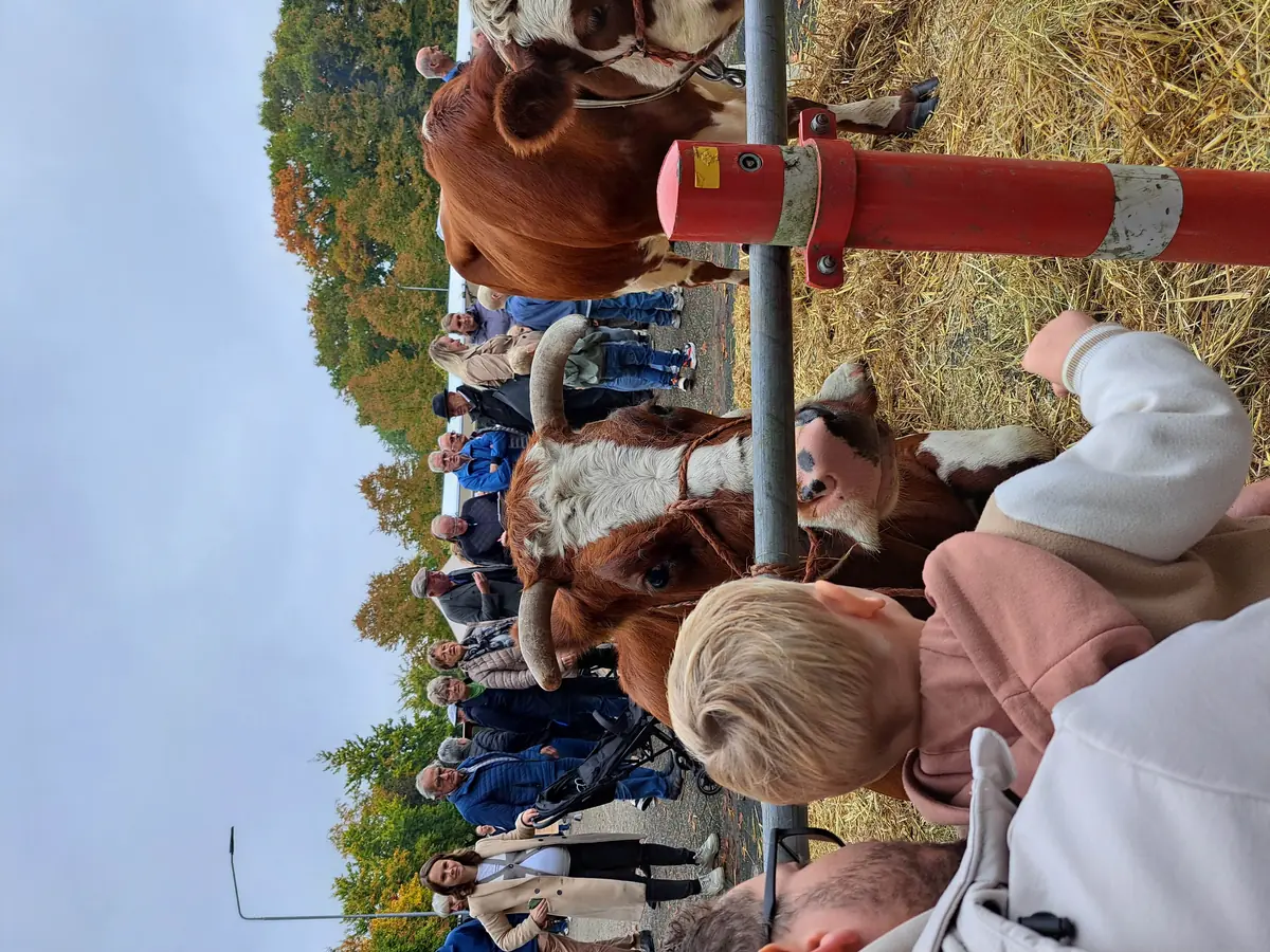 Ossenmarkt — VVV Putten, Putten