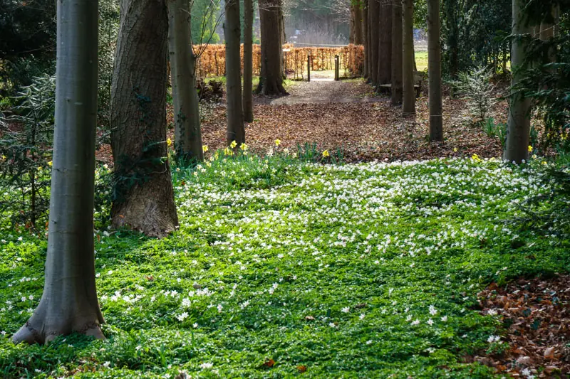 Sypesteyn in Blüte — Kasteel-Museum Sypesteyn, Loosdrecht