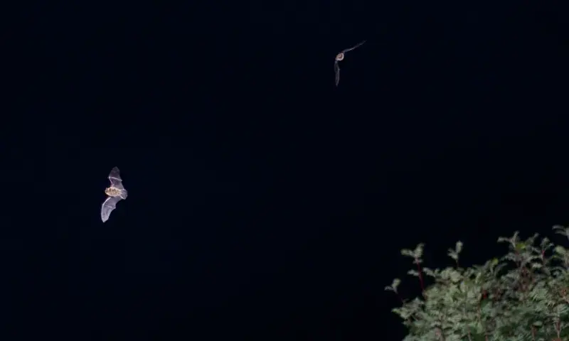 Nacht der Fledermäuse — Bezoekerscentrum Gooi en Vechtstreek, 's-Graveland