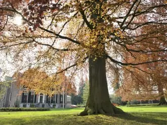 Remarkable Trees on the Country Estates of 's-Graveland — Bezoekerscentrum Gooi en Vechtstreek, 's-Graveland