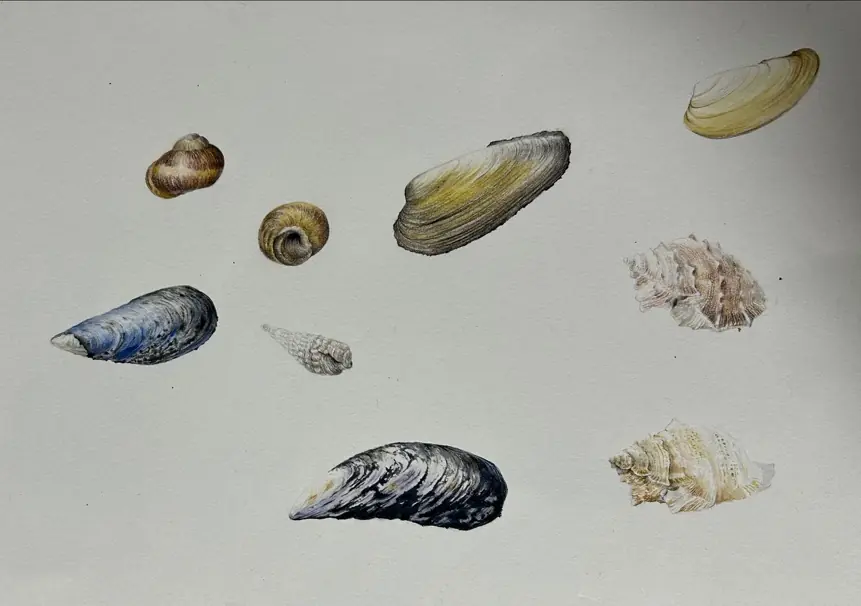 Botanisches Zeichnen: Strandgut — Het Ontwerpfabriekje, Hilversum