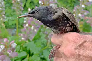Voegel und Vogelbeobachter auf Pampus