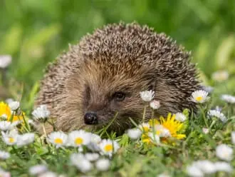 OERRR Help de egel — Fort Kijkuit, Kortenhoef