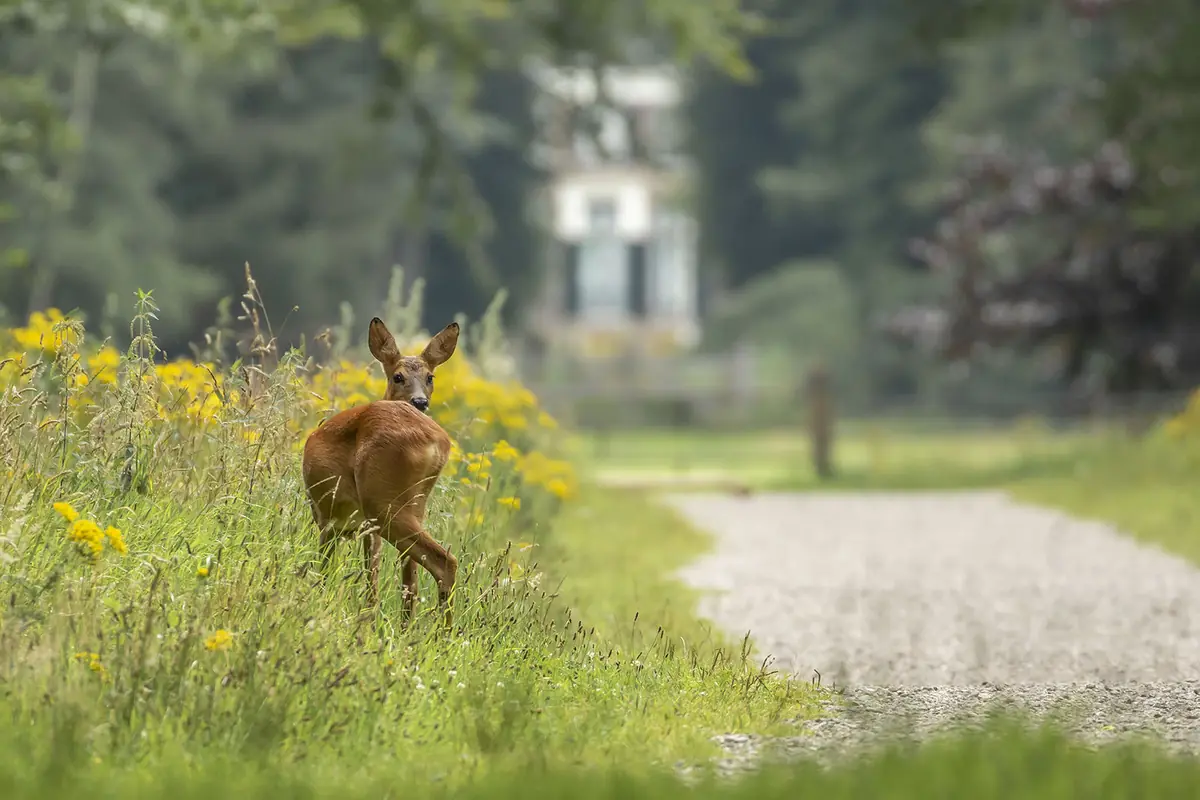 Rehwanderung auf Boekesteyn — Bezoekerscentrum Gooi en Vechtstreek, 's-Graveland
