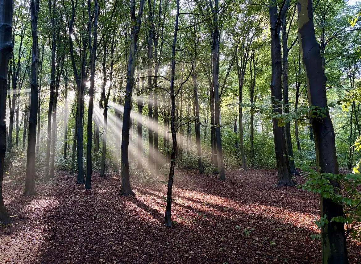Goois Dauwtrappen | De 7 Bergen — Schaapskooi Goois Natuurreservaat, Blaricum