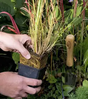 Garden Workshop: Planting Plan for Your Garden