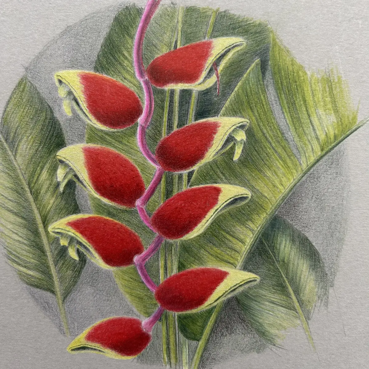 Botanisches Zeichnen: Tropische Pflanze auf grauem Papier — Het Ontwerpfabriekje, Hilversum