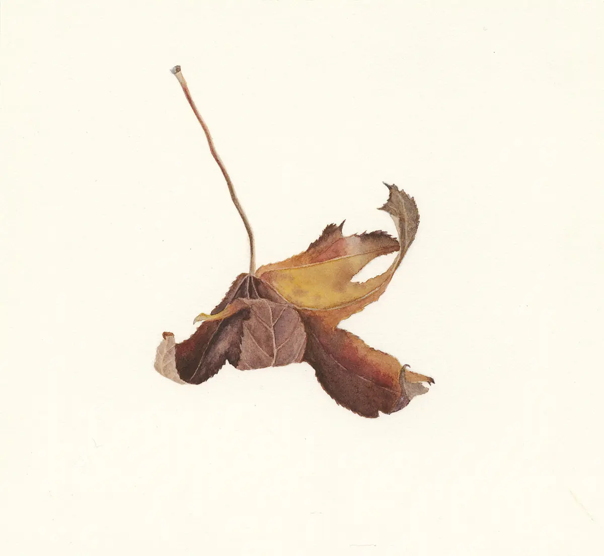 Botanical drawing: autumn leaves on grey paper — Het Ontwerpfabriekje, Hilversum