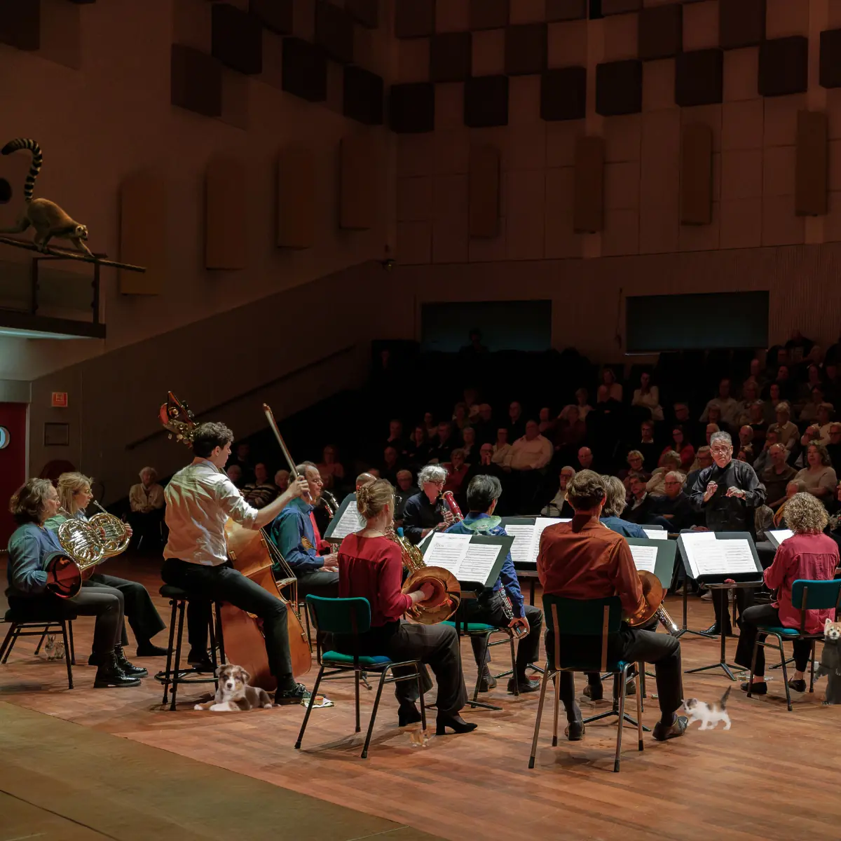 Animal Day Concert — Heuvellaan Hilversum, Hilversum