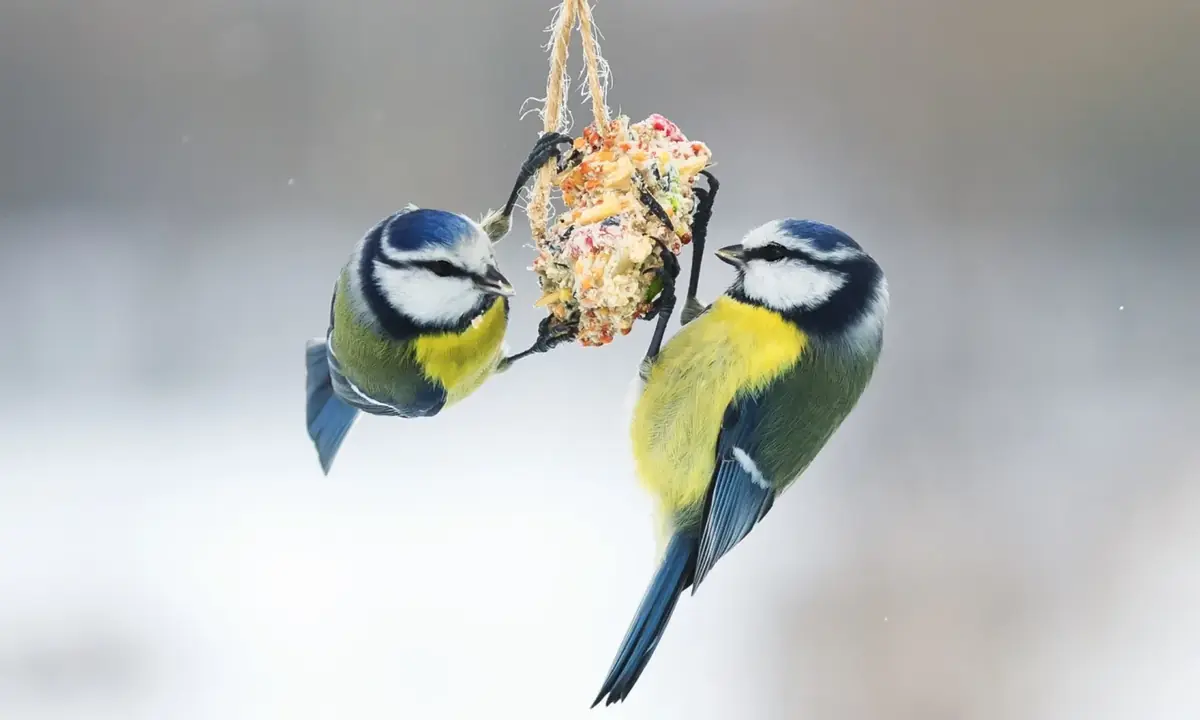 OERRR Vogelnachmittag — Fort Kijkuit, Kortenhoef