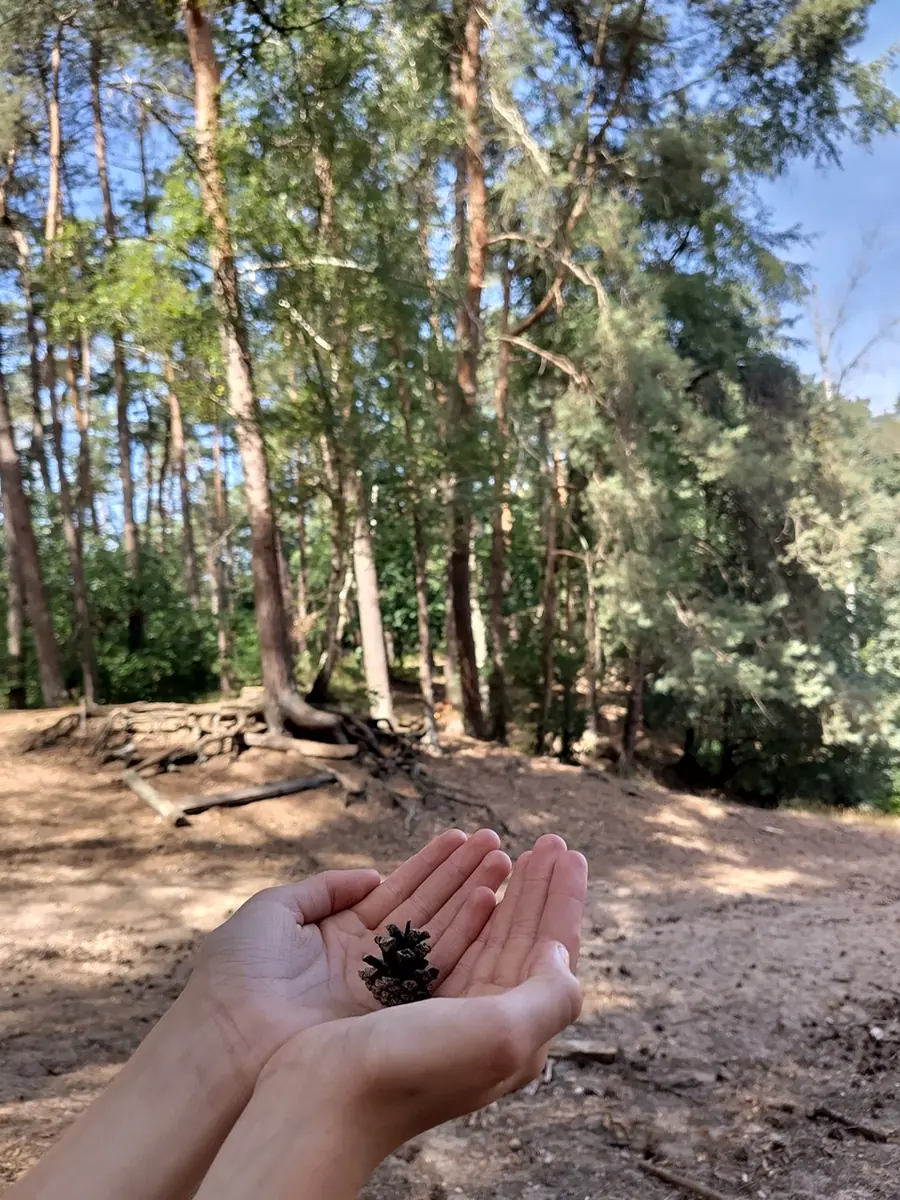 Waldbadwanderung Shinrin Yoku — Pinetum Blijdenstein, Hilversum