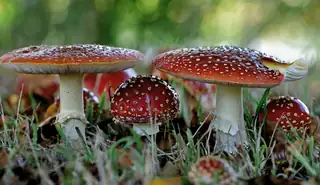 Entdecke die Geheimnisse der Pilze in 's-Graveland