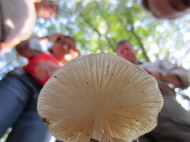 Entdecke den Herbst auf Boekesteyn — Bezoekerscentrum Gooi en Vechtstreek, 's-Graveland