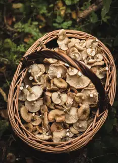 Bio-Dinner: Wild