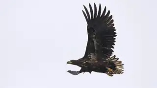 Vogels van de Oostvaardersplassen