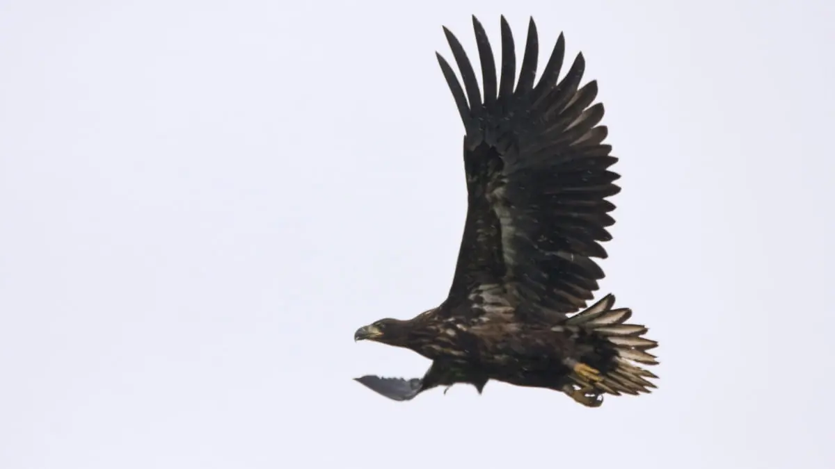 Vögel der Oostvaardersplassen — Natuurbelevingcentrum de Oostvaarders, Almere