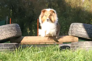 Expeditions-Tiertag für Hund und Besitzer