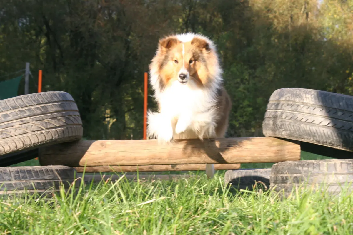 Expedition Animal Day for Dog and Owner — Outdoorpark SEC Almere, Almere
