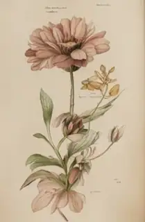 Botanical Drawing Workshop