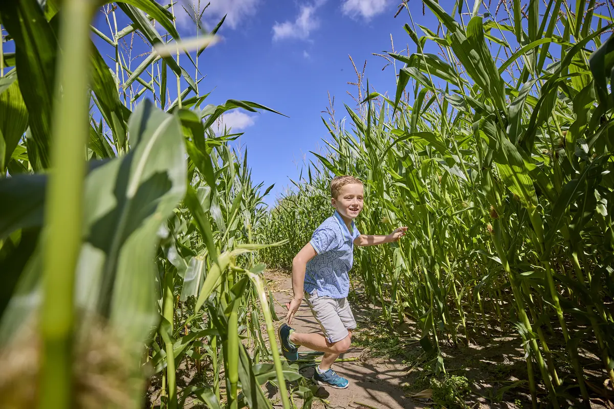 Corn Maze — Kinderboerderij Hollandershoeve, Reusel