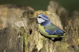 Vogelbeobachtungskurs bei Hertenkamp Enkhuizen