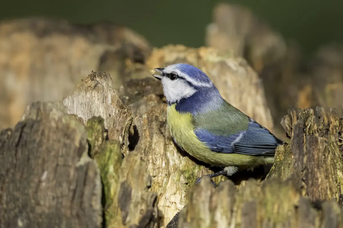 Vogelbeobachtungskurs bei Hertenkamp Enkhuizen — Hertenkamp Enkhuizen, Enkhuizen