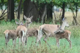 Red Deer in the Groene Woud - Presentation by IVN Geldrop