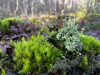 Beginner's Lichen Course IVN Geldrop