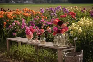 Dahlien und Sonnenblumen selberpflücken - De Tulperij