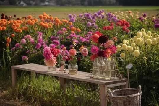Dahlien und Sonnenblumen selberpflücken - De Tulperij — De Tulperij, Voorhout