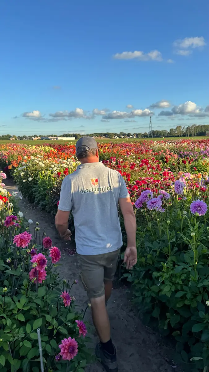 Blumenexkursion - De Tulperij — De Tulperij, Voorhout
