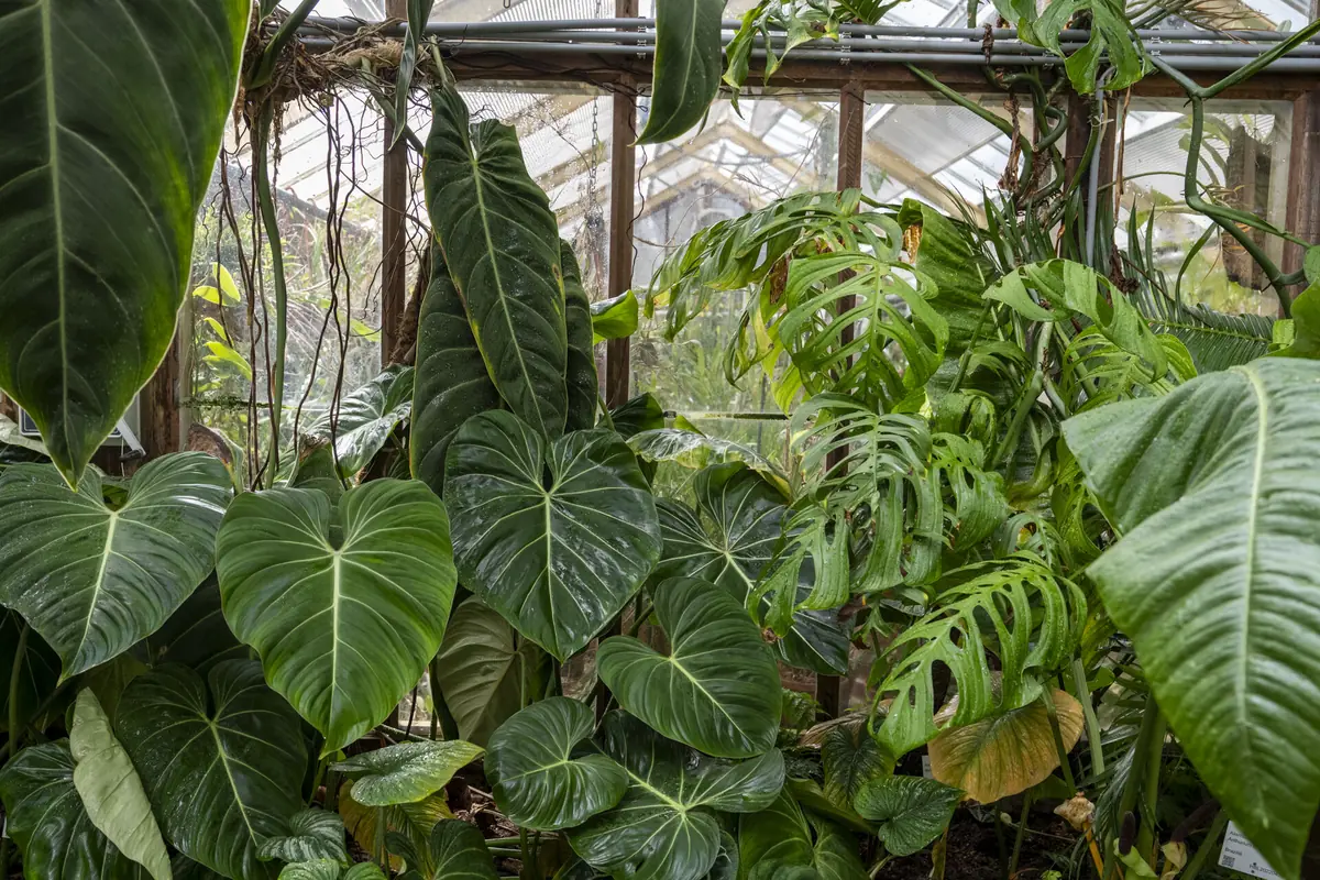 Zimmerpflanzensafari durch die Gewächshäuser des Hortus — Hortus botanicus Leiden, Leiden