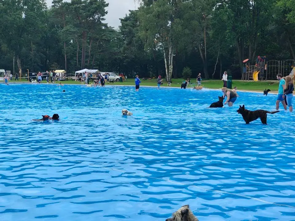 Dog Splash Day — Zwembad de Wedert, Valkenswaard
